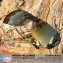 Hkuco Mens Replacement Lenses For Oakley Turbine Rotor Sunglasses Bronze Polarized