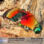 Hkuco Mens Replacement Lenses For Oakley Radar EV Path Sunglasses Red Polarized