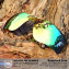 Hkuco Mens Replacement Lenses For Oakley RadarLock Path Sunglasses 24K Gold Polarized