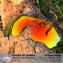 HKUCO Replacement Lenses For Oakley EVZero Range Sunglasses Red Polarized